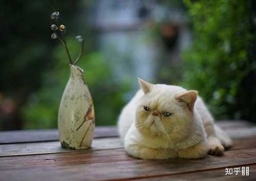 猫咪持续呕吐_猫咪为什么吐黄水就死_猫吐了白色黏液或泡沫