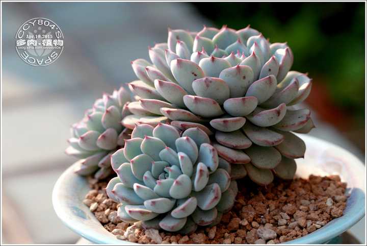 新手求教多肉怎么养 知乎