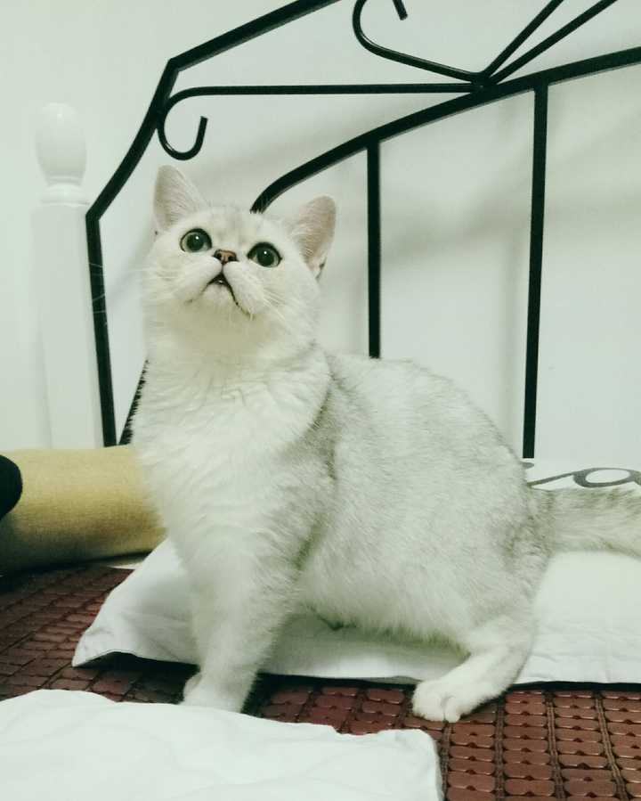养一只猫每月花费多少 知乎 养一只猫每月花费多少 知乎