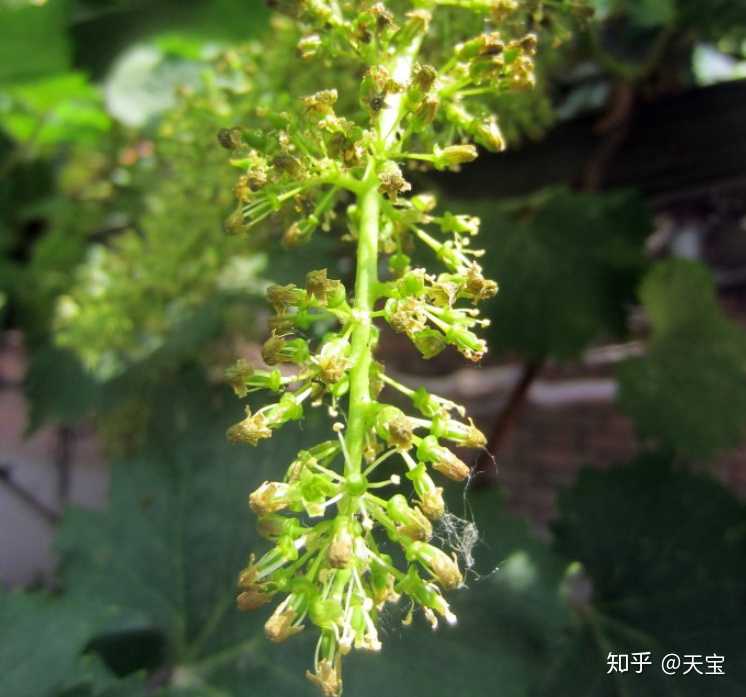 葡萄花序分离期重点防治病虫害!