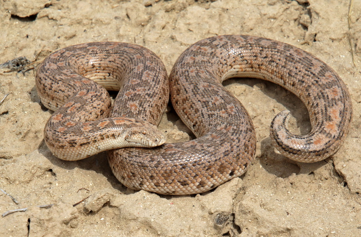 之前,在b站我说三角头的蛇是毒蛇,结果被怼的很难看.