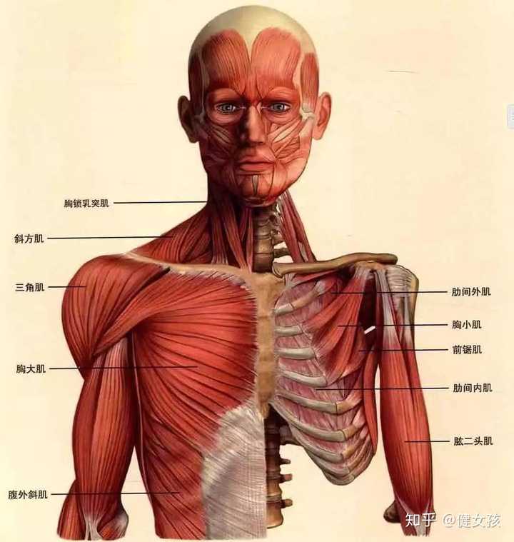 女生可不可以通过练胸肌丰胸 知乎 女生可不可以通过练胸肌丰胸 知乎