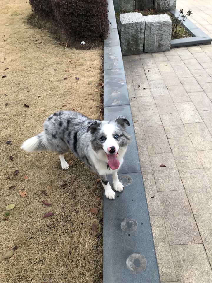 边牧长到多大后不再长个子?