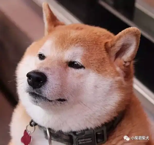 请问饲养柴犬有些什么注意事项 知乎 请问饲养柴犬有些什么注意事项 知乎