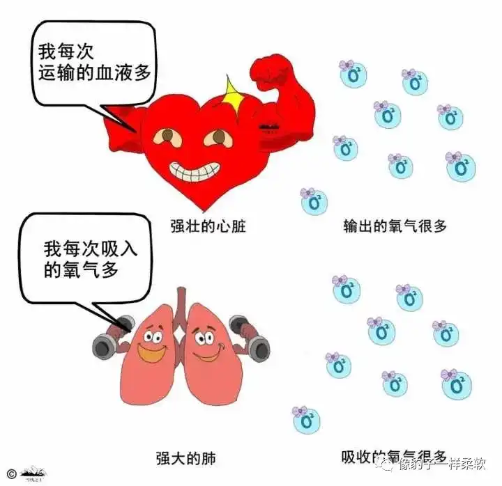 如何提高心肺功能 知乎 如何提高心肺功能 知乎