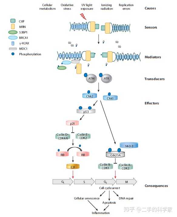 active atm and atr phosphorylate