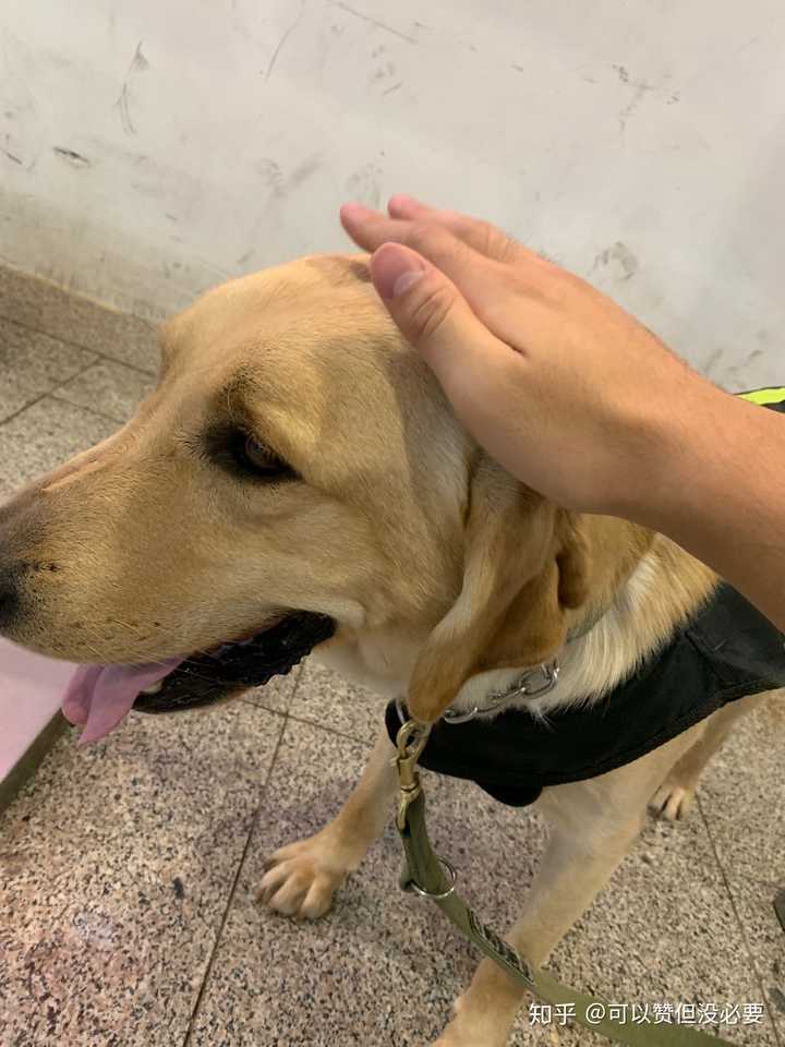 发几张狗子的萌图吧,还是不建议摸 有的比较温顺,摸起来没事;有的除了