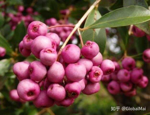 kakadu plum(卡卡杜李)