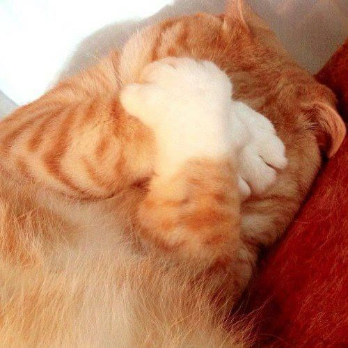 为什么猫咪喜欢捂着脸睡觉？