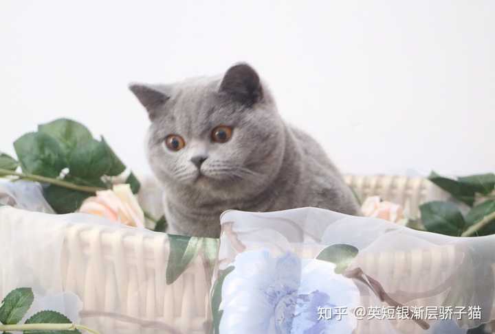 请问能空运英短来马来西亚的吗 Ps 找个猫舍 有英短的 英短银渐层骄子猫的回答 知乎