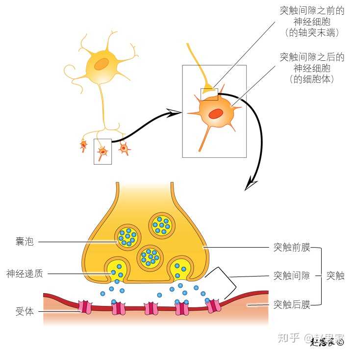 血清素 是一种什么样的物质 有哪些作用 血清素 爱在网