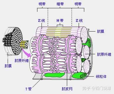 肌原纤维结构图图片