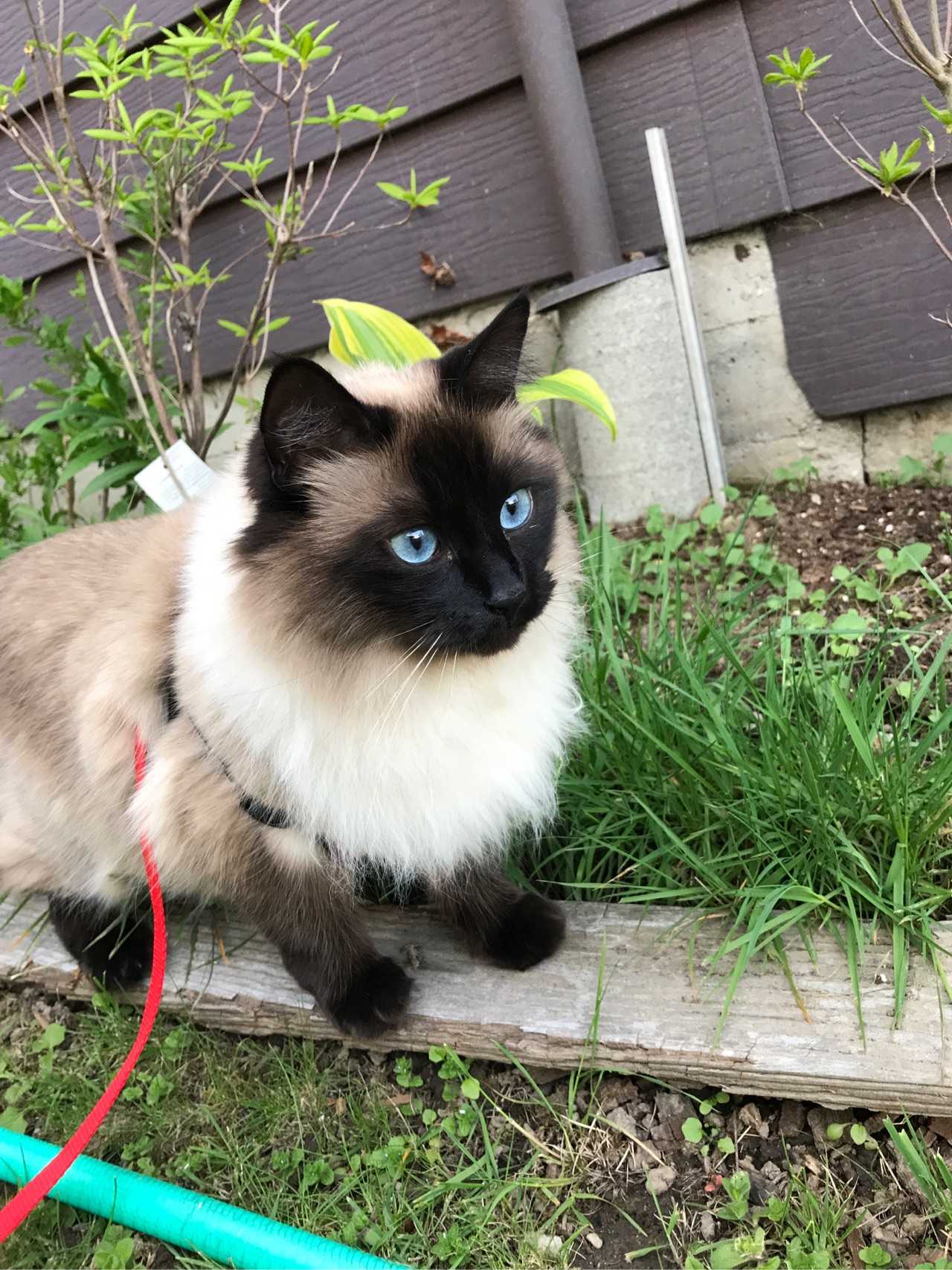 没有人说伯曼猫吗,爱跟人玩儿,很乖叫声甜,不过除了想出去转和要吃的