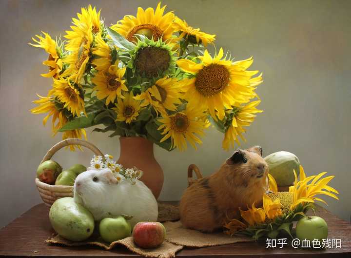 荷兰猪能吃芹菜吗 荷兰猪一天吃一根芹菜 荷兰猪能吃芹菜梗吗