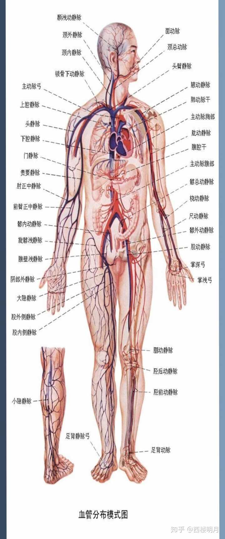 背下整本系统解剖学是一种怎样的体验 知乎