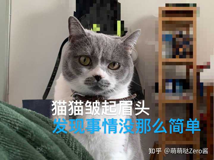 如何看待go 猫粮疑质量问题导致猫咪死亡 知乎