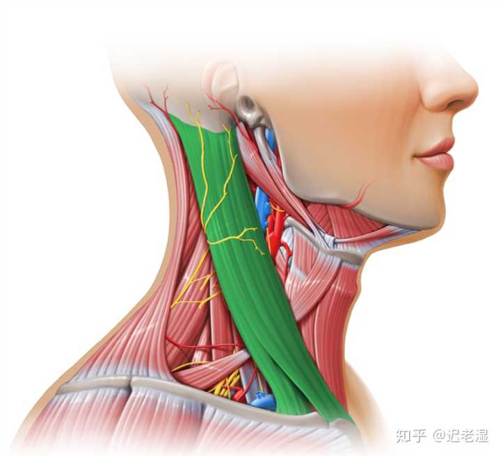 有哪些在生活中被认为无所谓但实际会对身体造成很大损害的坏习惯