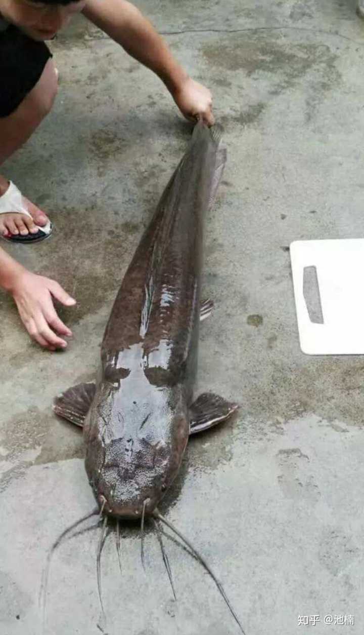 鲶鱼真的是吃屎长大的吗