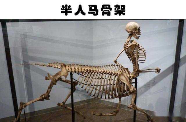 半人马在生物学上是否可行?