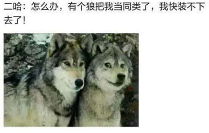 狗和狼可以交配生育吗 知乎 狗和狼可以交配生育吗 知乎