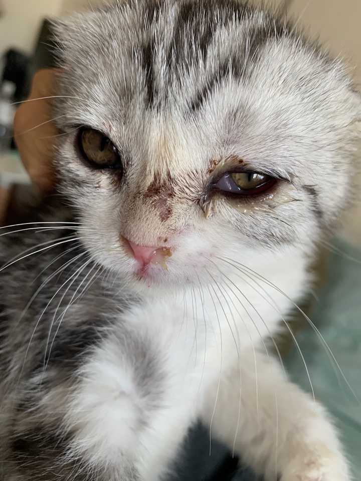 养猫的人都会长猫藓吗 知乎 养猫的人都会长猫藓吗 知乎