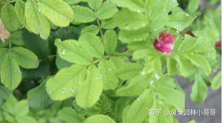 月季 玫瑰 蔷薇有何区别 知乎 月季 玫瑰 蔷薇有何区别 知乎