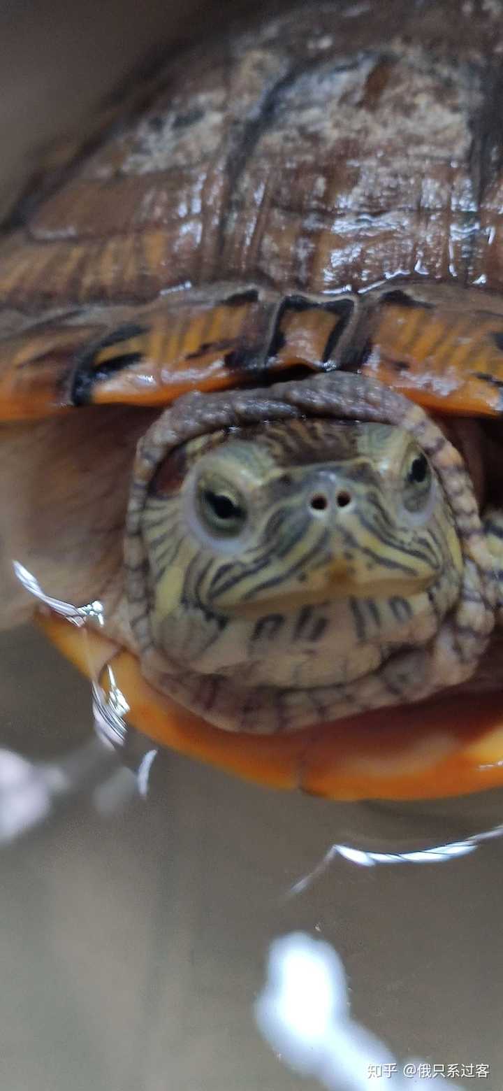 正常巴西龟的眼睛图片