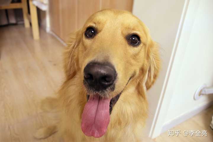 有哪些狗狗小奶狗时期和长大后的对比照片值得分享? - 知乎