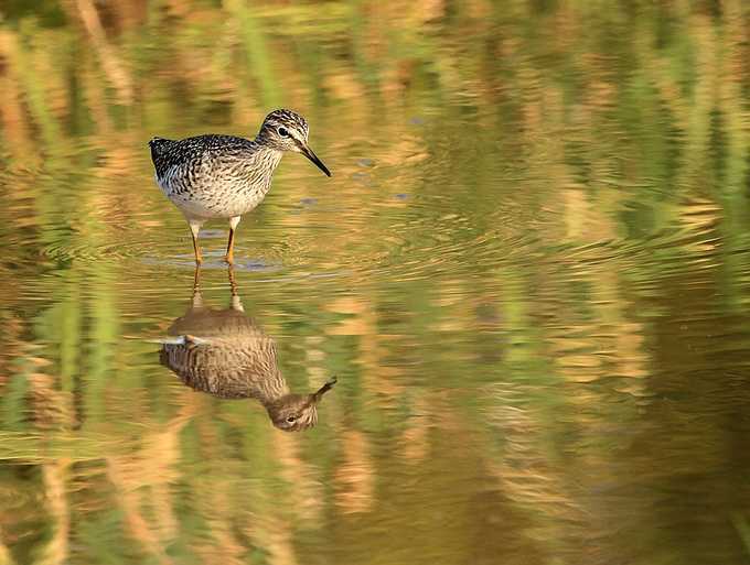 "关关雎鸠,在河之洲"的雎鸠 "交交黄鸟,止于桑"中的黄鸟即现在的蝗父