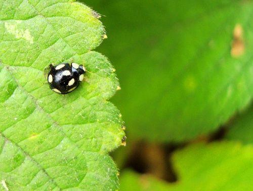 黑色底白色点的七星瓢虫 像瓢虫一样的黑黑小虫 家里有黑色硬壳小虫子
