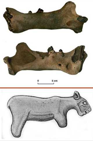 是雄性,但是他没有明显的鬣毛,所以我们复原洞狮的时候不画明显的鬣毛