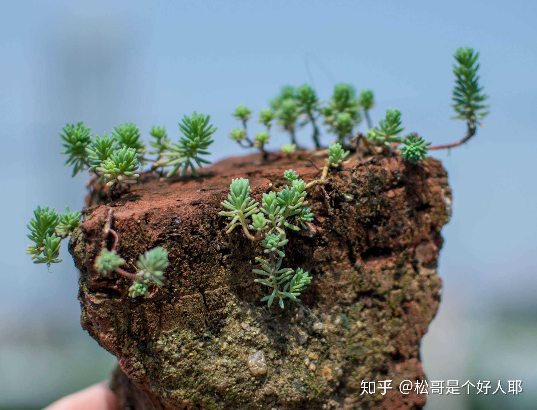 砖头上都能长活,神器又强大的薄雪万年草