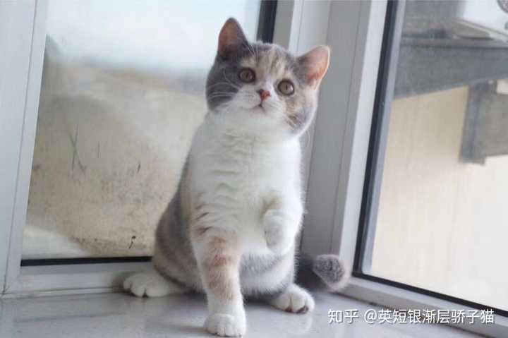 请问能空运英短来马来西亚的吗 Ps 找个猫舍 有英短的 英短银渐层骄子猫的回答 知乎