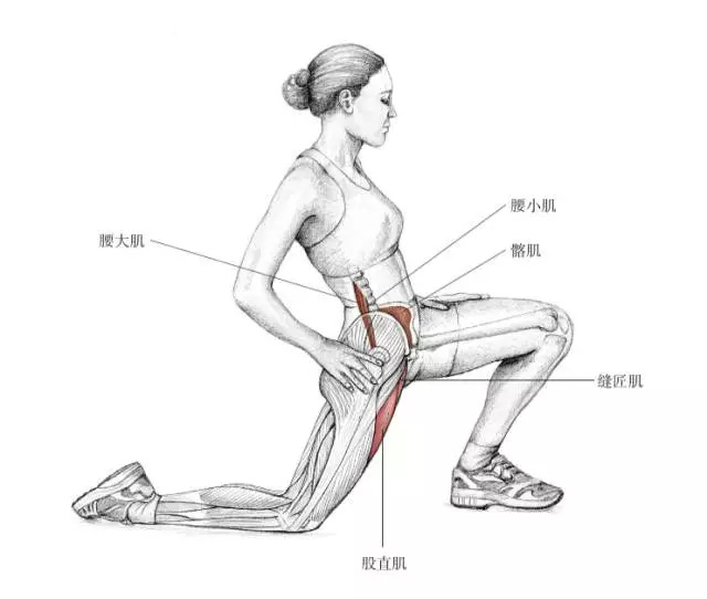 (1)跪姿式股四头肌拉伸