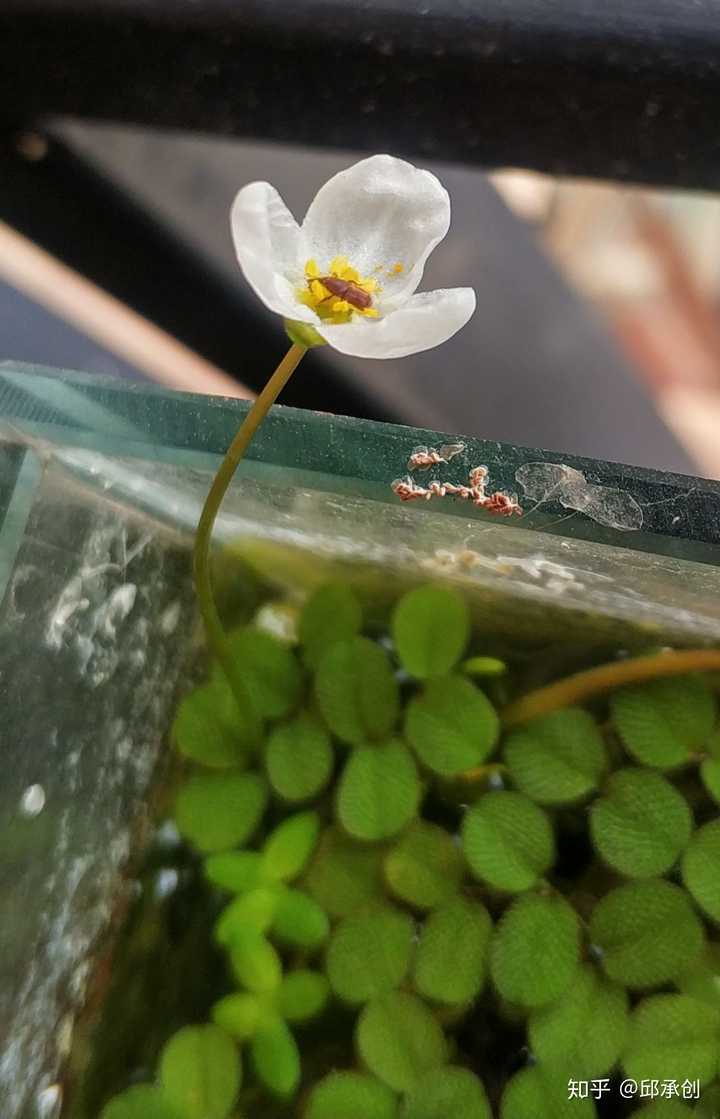 鱼缸里种什么种类的水草最容易打理 请推荐几种好养好看的 知乎