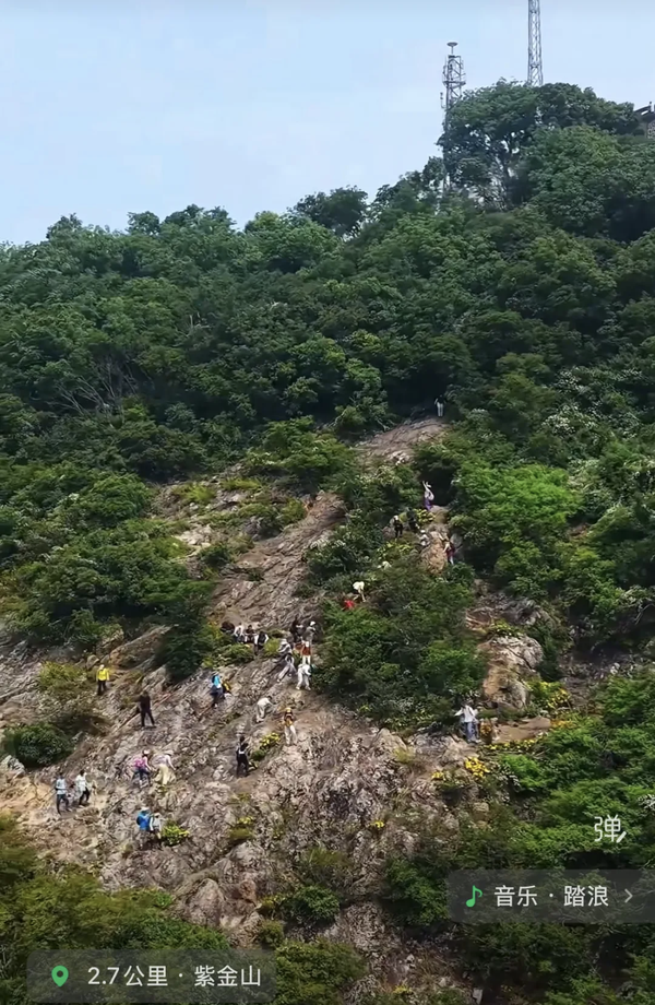 南京紫金山移除户外爱好者种植的仙人掌，这是出于什么考量？如何科学爱山？