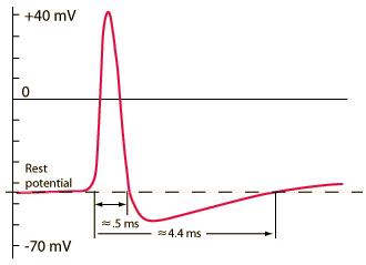 动作电位产生图片
