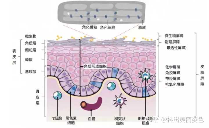 角质细胞是砖,细胞间脂质是灰浆,这样一个牢固的结构就形成了