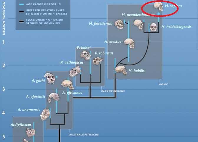 而我们人类,只是这孤零零的一个分支