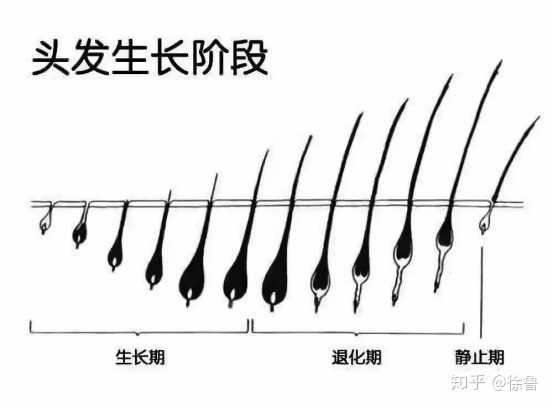 一个一天掉多少头发是正常的