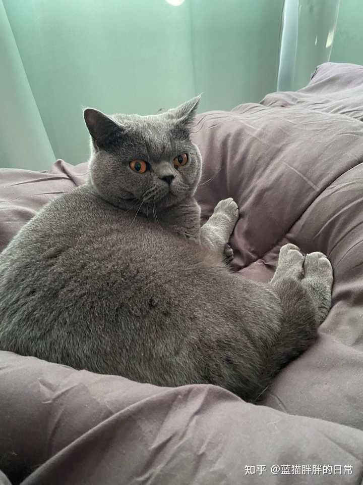 猫为什么会突然疯跑 知乎 猫为什么会突然疯跑 知乎