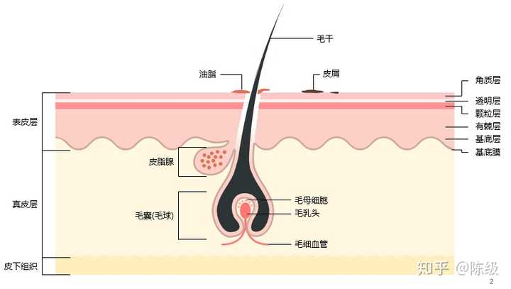 如何才能增加发量