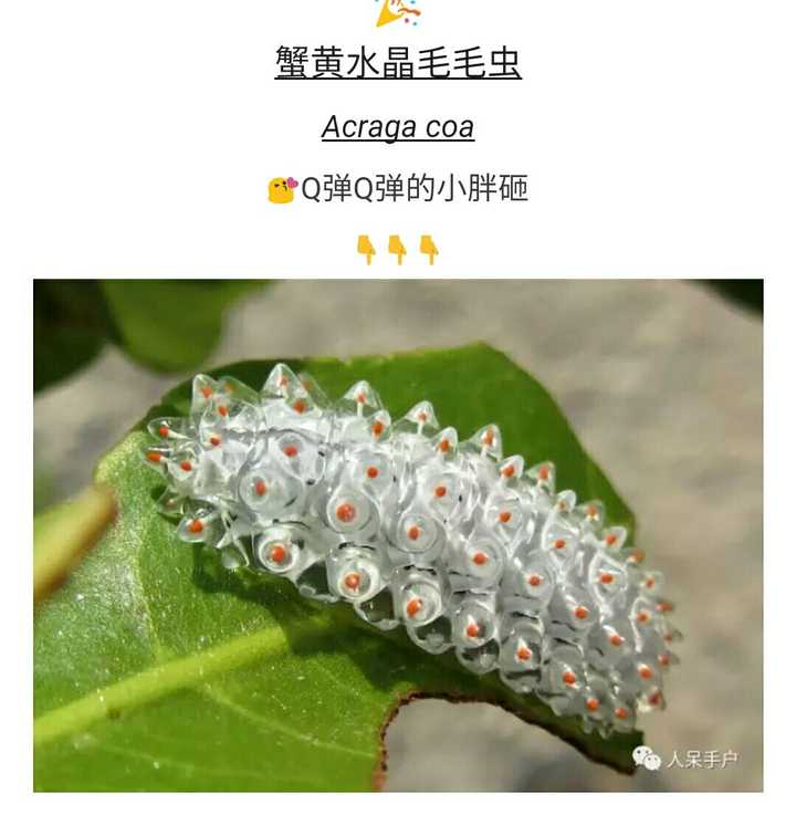 有哪些特别恐怖的生物 叮叮啦的回答 知乎