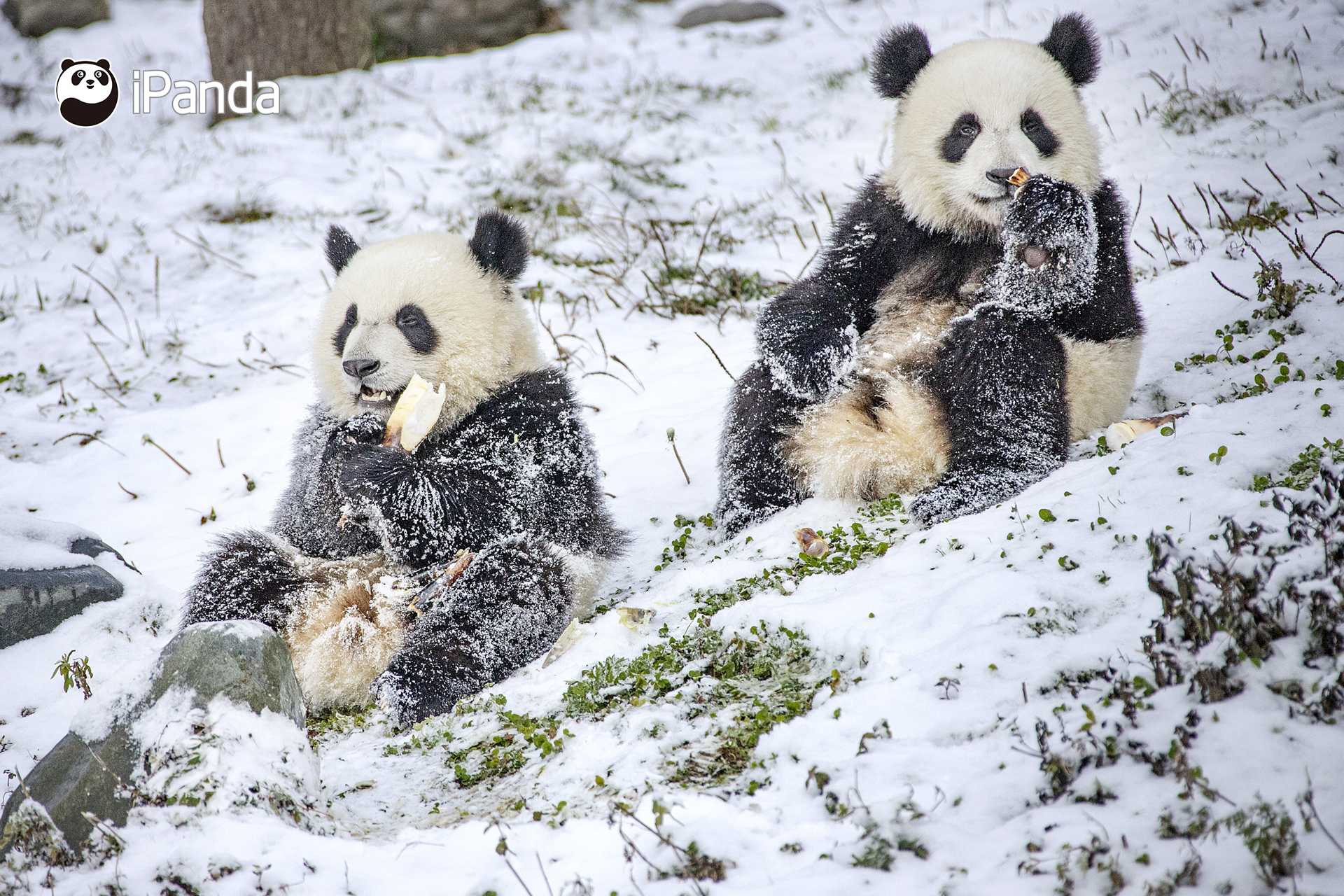 ipanda熊猫频道 的想法: 【欢迎来到熊猫冰雪大世界】大熊猫在雪中