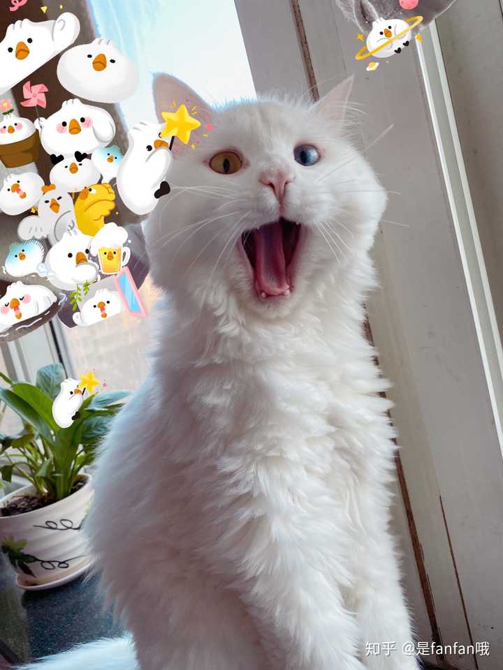 狮子猫为什么被炒到了几千块?