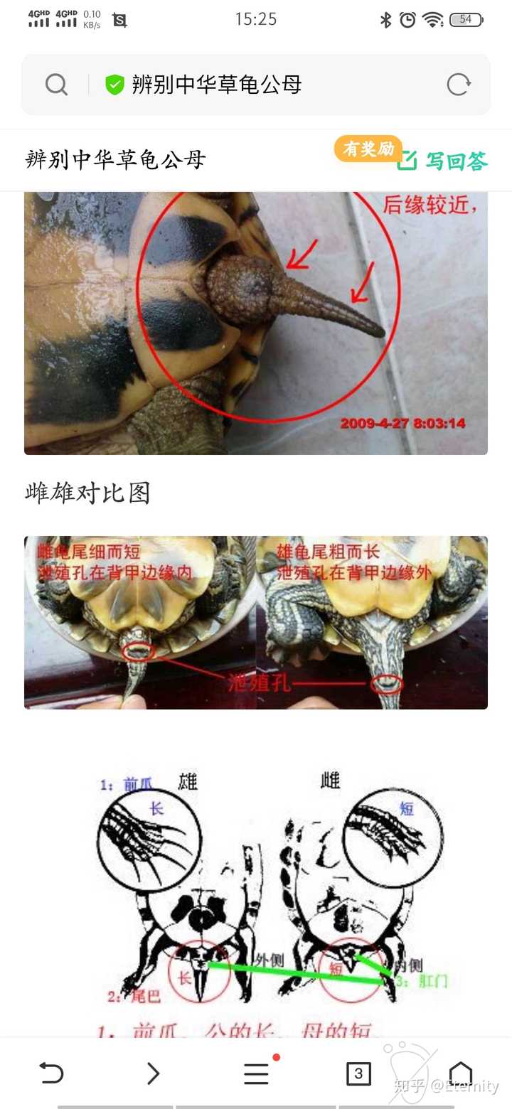 怎么判断乌龟的公母图片