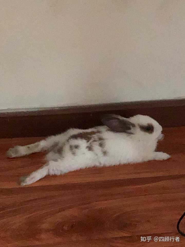 你养的兔子多久才出现"贵妃躺"?