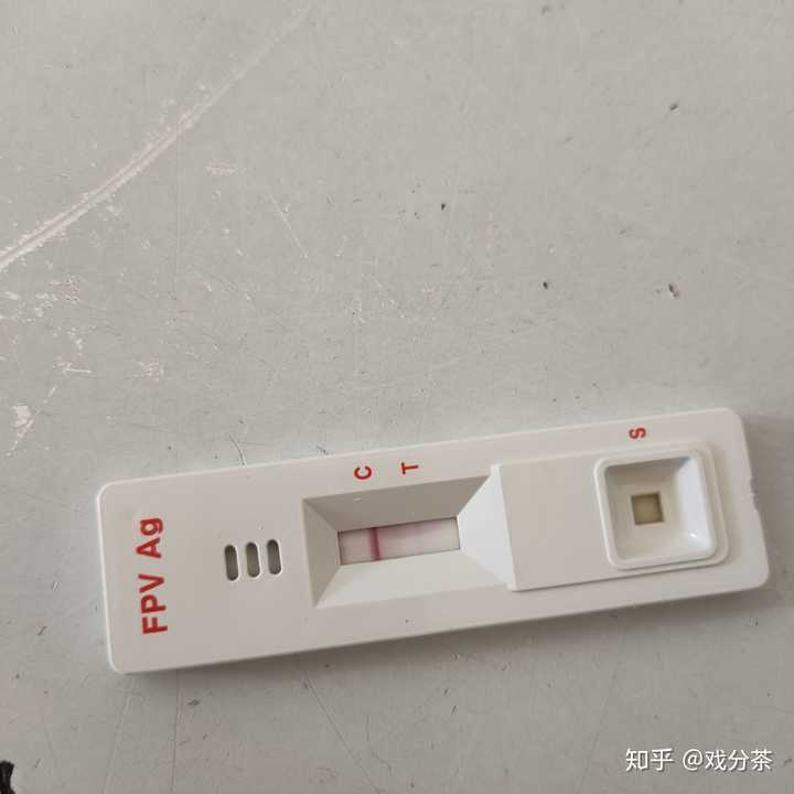 猫瘟发现的早就很好治吗