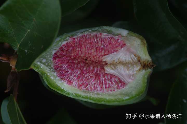 凉粉果和台湾讲的爱玉是一种吗如何利用凉粉果做凉粉