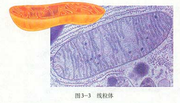 線粒體的結構,圖片源自人教版生物必修Ⅰ課本(2004版)